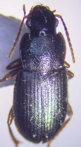 Réf. 303 588 : Ophonus azureus